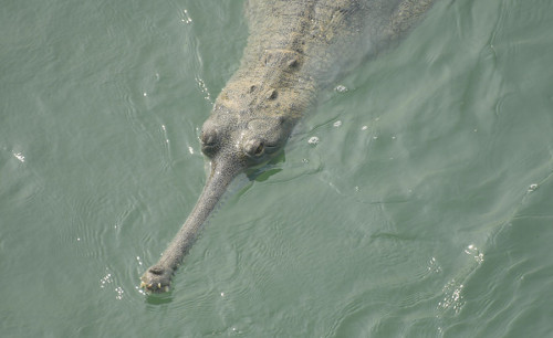 2 Nights 3 Days Chitwan National Park Tour