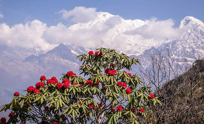Rhododendron: Nepal’s National Flower and the Himalayan Bloom