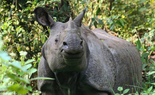 Bardia National Park: A Comprehensive Guide