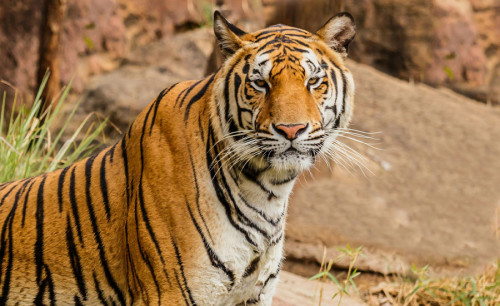 Ultimate Guide to Nepal's National Parks and Conservation Areas