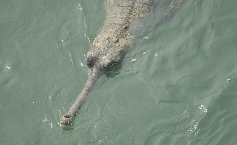 2 Nights 3 Days Chitwan National Park Tour