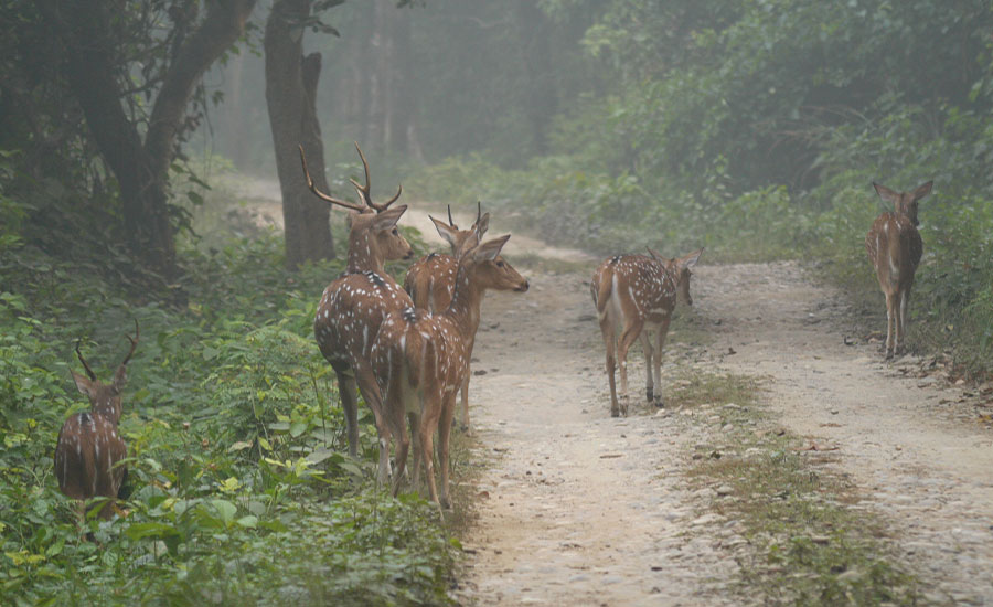 Kathmandu Valley and Bardia National Park
