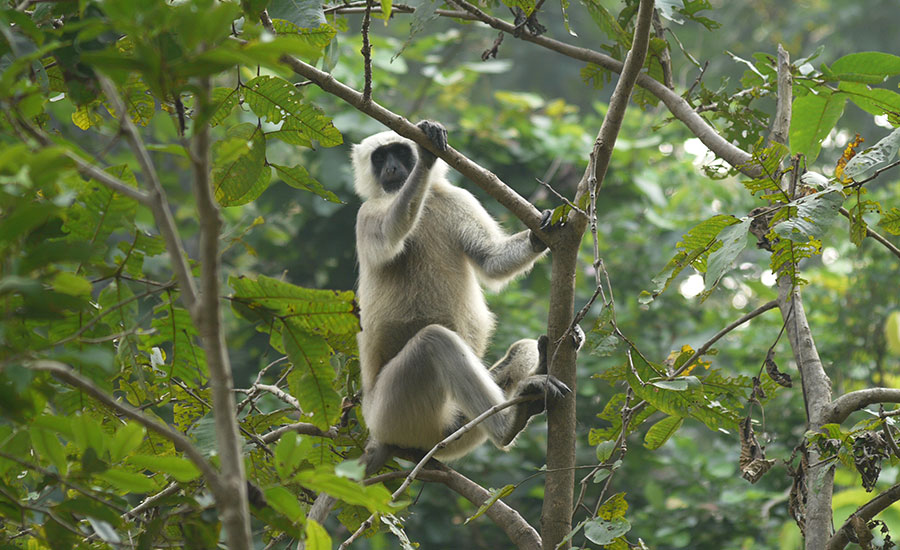 Koshi Tappu Wildlife Reserve tour