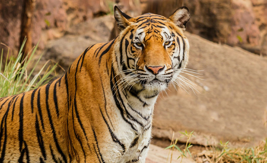 Ultimate Guide to Nepal's National Parks and Conservation Areas